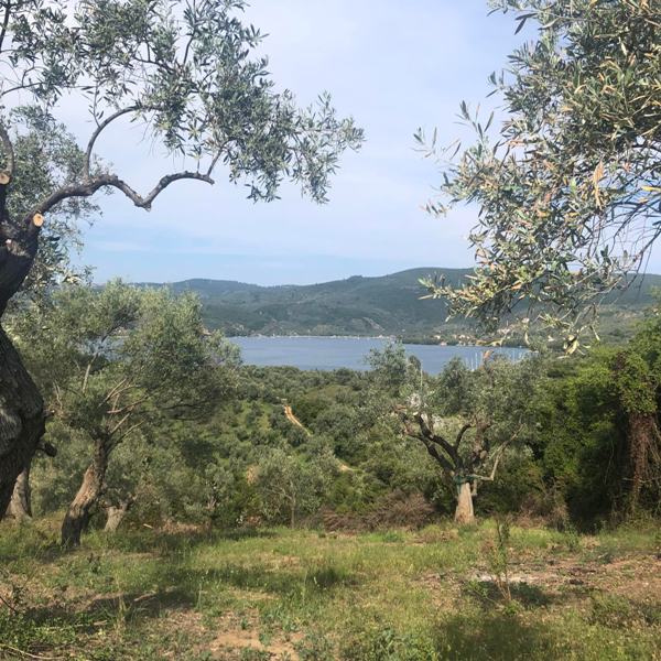 Buildable land plot with sea view in Koukouleika - Property Pelion